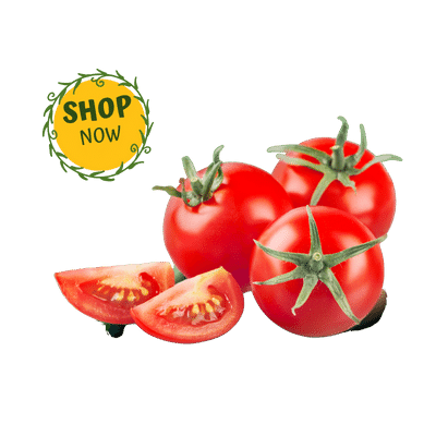 টমেটোটি Tomato