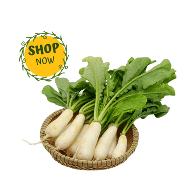 মুলা Radish