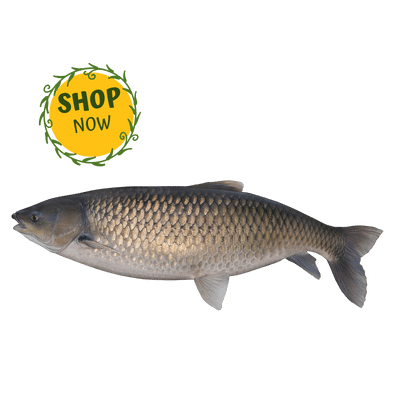 মৃগেল কার্প মাছ Mrigel Carp Fish (Processed)