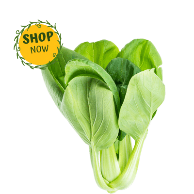 Bok Choy Chinese Cabbage