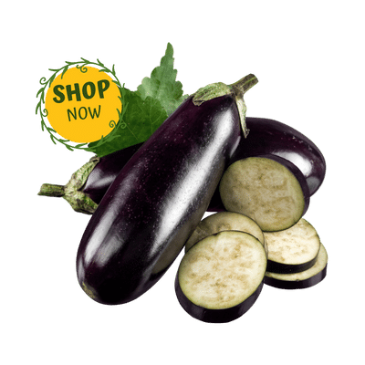 বেগুন Eggplant